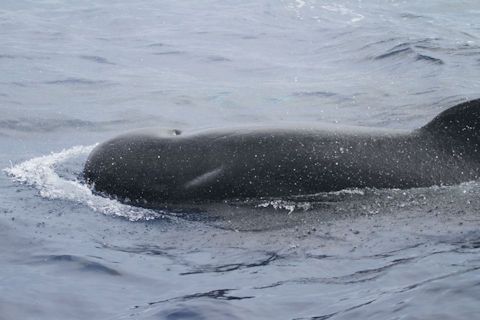 Long-finned Pilot Whale (Globicephala melaena)